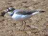 Little Ringed Plover at Barling Pits (Steve Arlow) (117606 bytes) Little Ringed Plover at Barling Pits (Steve Arlow) (117606 bytes)